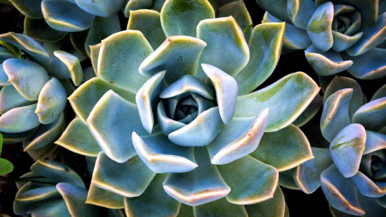 Affordable ways to garden affordable ways to garden