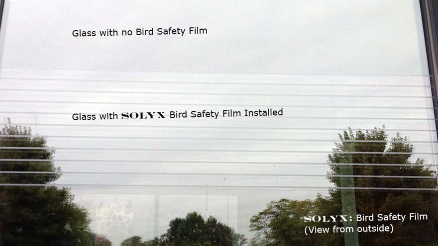 Bird safety window film Solyx bird safety window film solyx