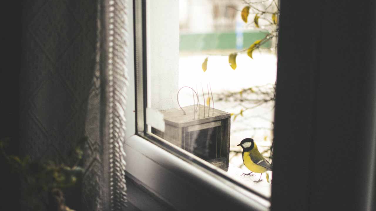 Prevent bird strikes to windows prevent bird strikes to windows